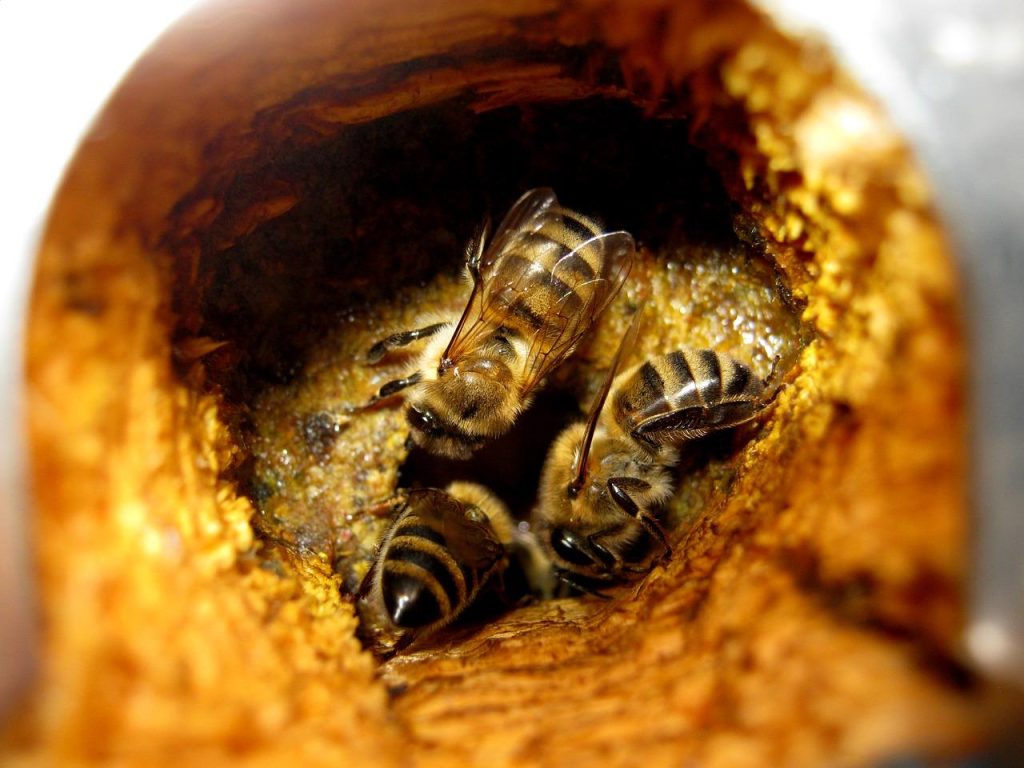 Gele propolis kristallen met voordelen van propolis voor gezondheid en immuunsysteem